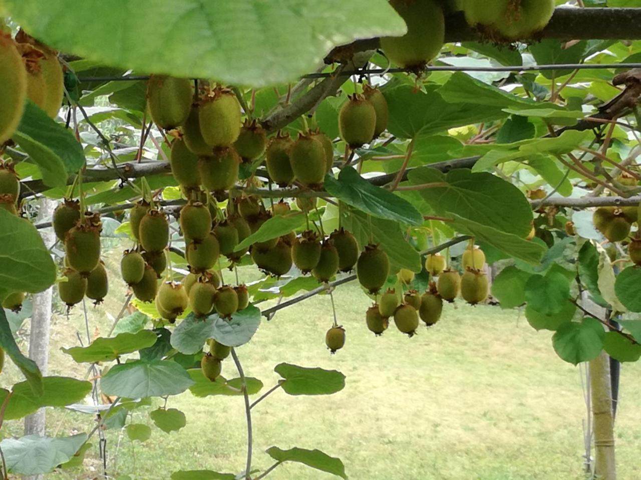 리볼리 베로네세 Cason Degli Ulivi 아파트 외부 사진